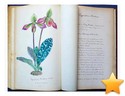 [MANUSCRIT. ORCHIDEES]. PASSEDOU�T (A.F., R�dacteur au Jour...